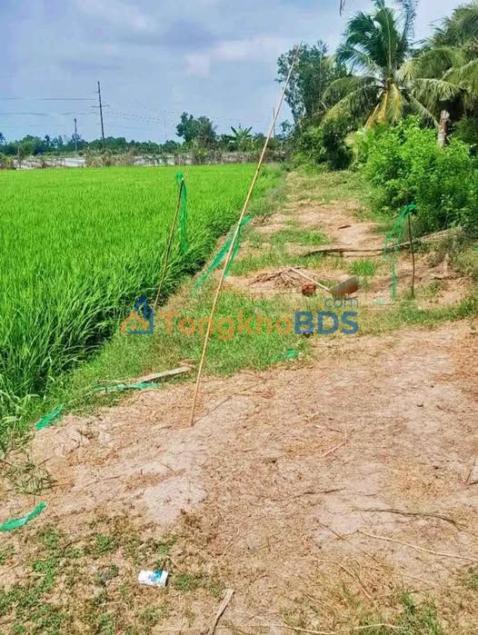 Bán 10.000m² đất ruộng Sóc Trăng - Vị trí đẹp, giá đầu tư