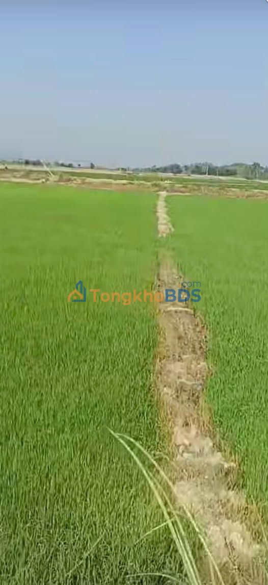 Bán Đất Farm 4ha Buôn Triết, Đắk Lắk - Sẵn Sàng Canh Tác 2 Vụ