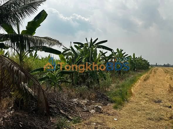 Đất Nền Thạnh Hưng, Kiên Giang - 2578m² Sổ Đỏ, Giá Tốt Đầu Tư