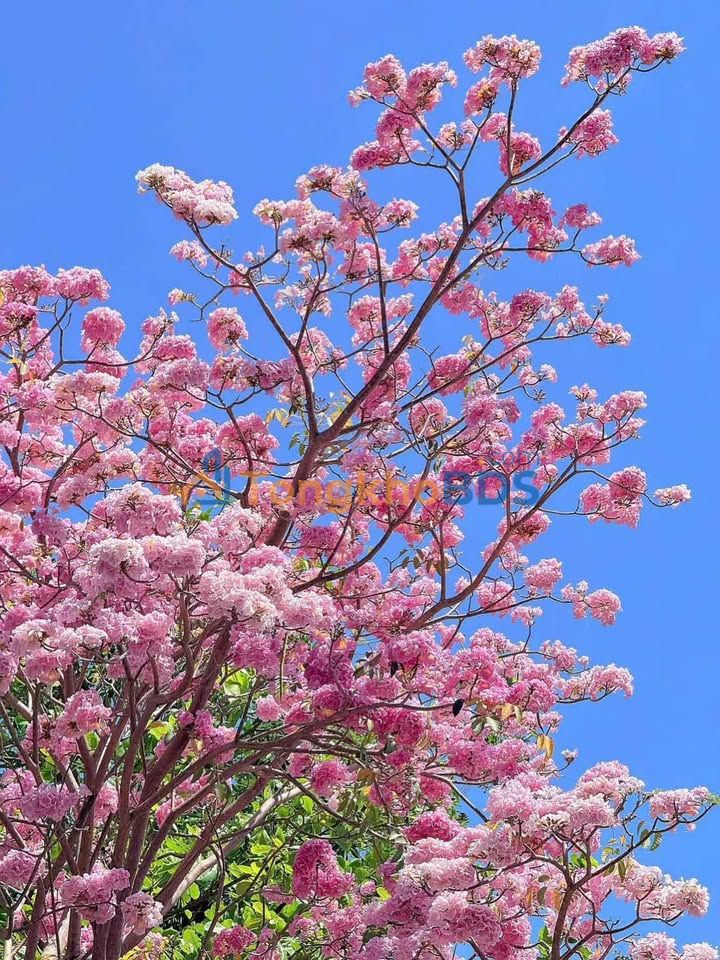 Đất Nền 70m² Đường 30/4, Vũng Tàu - Sổ Đồng Sở Hữu, Giá 1.8 Tỷ