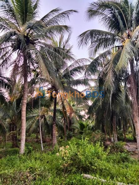 Bán Gấp 6000m² Đất Vườn Dừa Lộc Thuận, Bình Đại - Giá 3 Tỷ