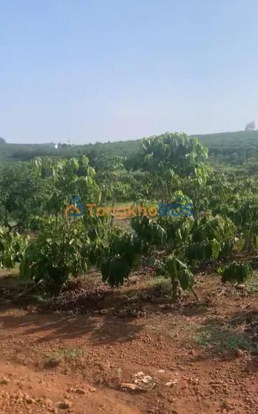 Bán Gấp Đất Vườn 21.600m² Mặt Tiền Suối Tại Bảo Lộc - Giá Đầu Tư 800 Triệu