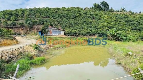 Bán Gấp 1ha Đất Vườn & Cà Phê Tại Lâm Hà, Lâm Đồng - Giá Đầu Tư 1.2 Tỷ