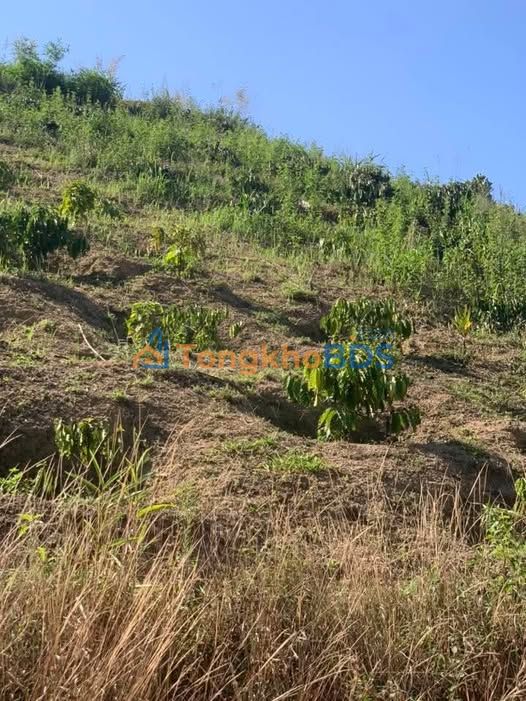 Bán Gấp Đất Vườn 3240m² Lộc Sơn, Bảo Lộc - Giá Tốt 800 Triệu