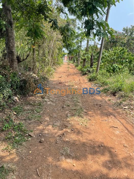 Bán Gấp Trang Trại 12.000m² Đắk Lắk - Trồng Sầu Riêng Thái, Giá 2.9 Tỷ