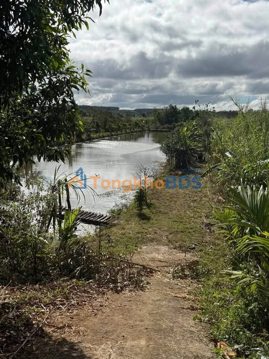 Bán Đất Đắk Nông 7000m² Mặt Nhựa, View Hồ - Giá 1.7 Tỷ