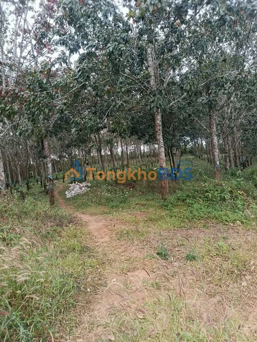 Đất Farm 28.000m² Đắk R'Lấp - 7.2 Tỷ Có Sẵn Ao To, Bám Nhựa Lớn