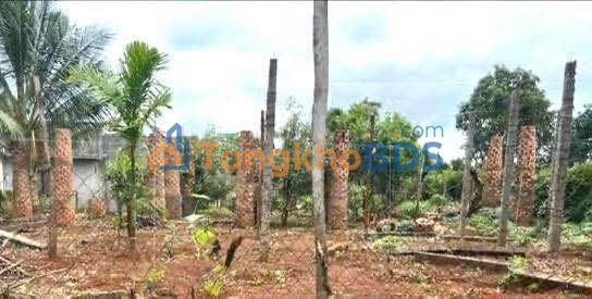 Đất Đắk Lắk - Buôn Hồ 125m² - Sổ Đỏ Thổ Cư - 265 Triệu