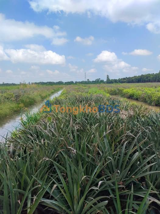 Bán Gấp 16 Công Đất Mặt Tiền Đường Đá Xanh, Tiền Giang - Giá Đầu Tư 25.6 Tỷ