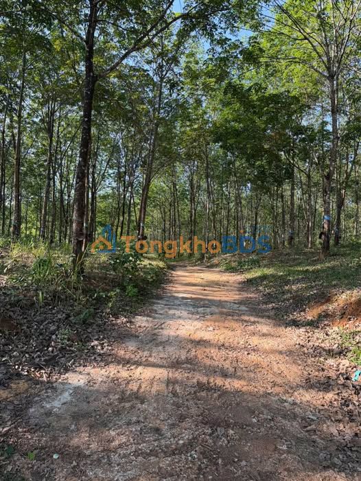 Bán Đất Cao Su 19.5ha Mặt Tiền Đường Nhựa 1.7 Tỷ/ha - Gia Nghĩa, Đắk Nông