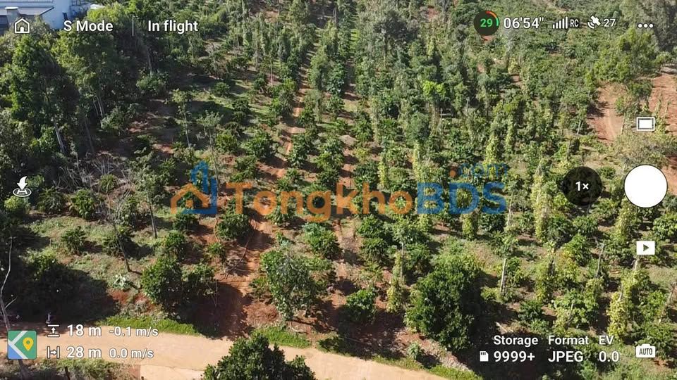 Bán Gấp Farm 2.9ha Mặt Tiền Bê Tông Đăkwer, Đăk Nông - Giá 6.1 Tỷ