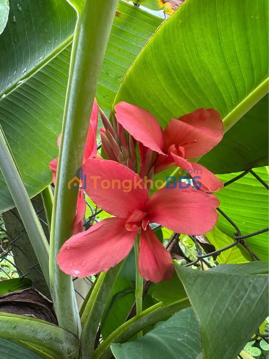 Bán Đất Góc 2 Mặt Tiền Nại Nghĩa 5, Sơn Trà - 61m² - Sẵn Nhà C4