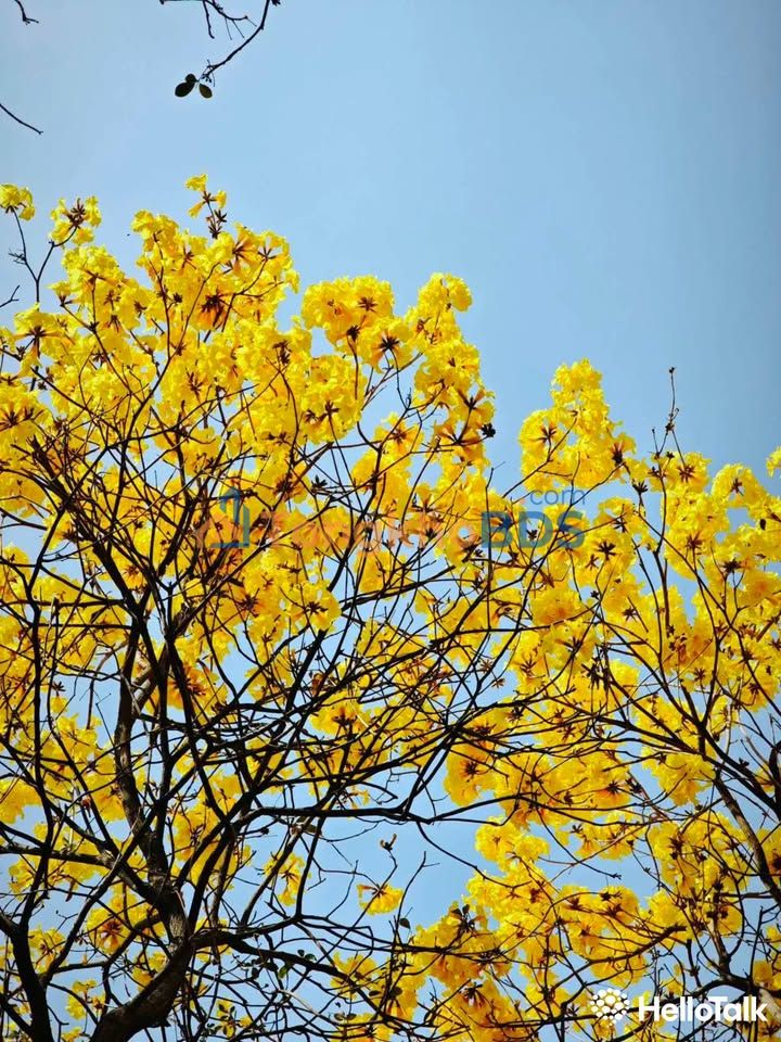 Bán Đất Tặng Nhà Đường Lê Lợi, Phước An - 250m² Giá 3.3 Tỷ