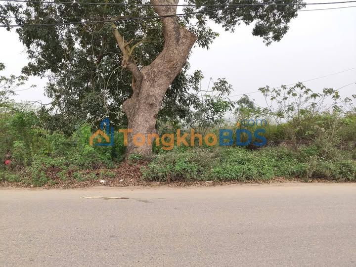 Bán Đất Nền Liền Kề Đường Xà Cừ, Việt Trì 170m² - Giá Tốt