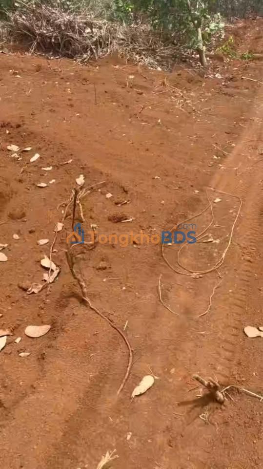 Bán Gấp 5ha Đất Vườn Đắk Ngo, Tuy Đức - Giá Đầu Tư Chỉ 195 Triệu/ha