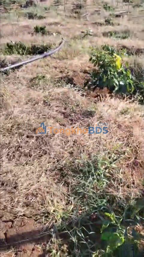 Bán Gấp Đất Vườn 14000m² Đắk Nông - Sổ Đỏ Chính Chủ