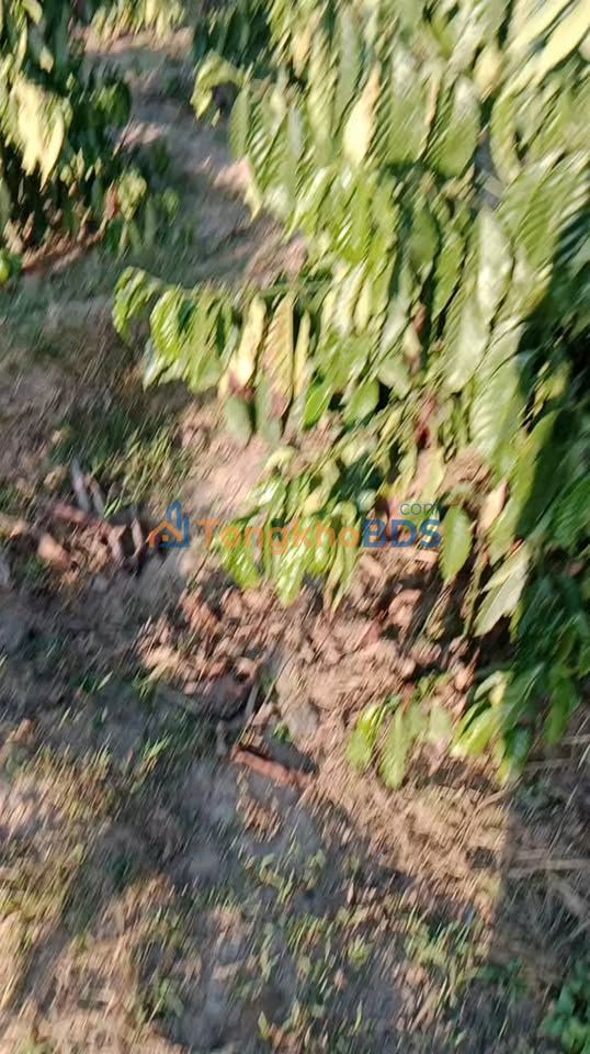 Đất Nền Đăk Mil 2ha Mặt Đường Thông - Sổ Đỏ 8 Tỷ