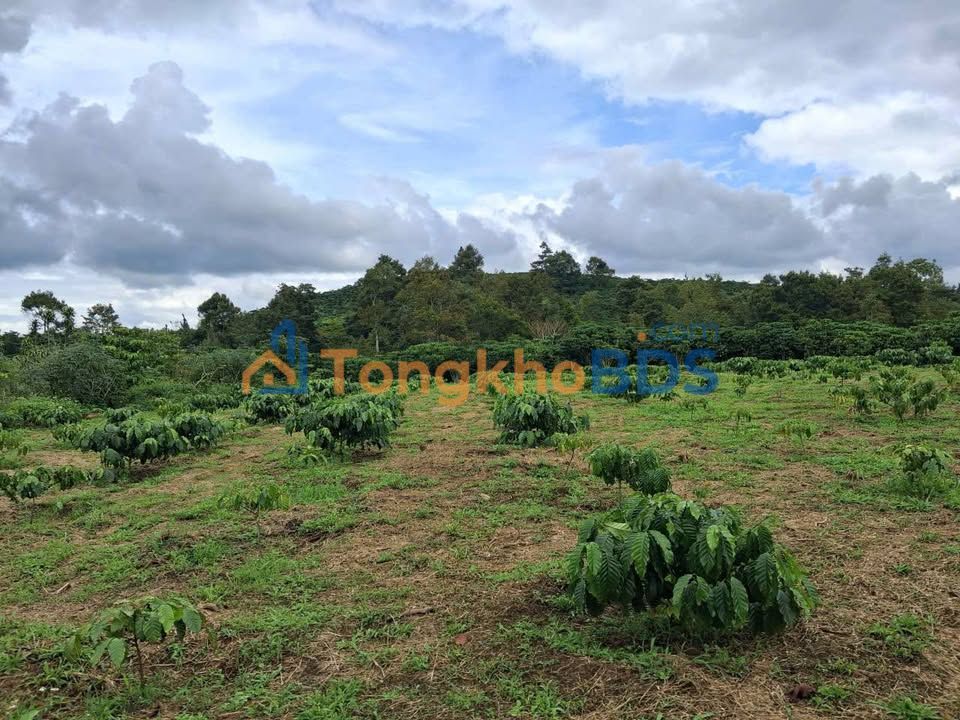 Bán gấp 1158m² đất trồng cà phê, Lộc Châu, Bảo Lộc - Giá 6 tỷ