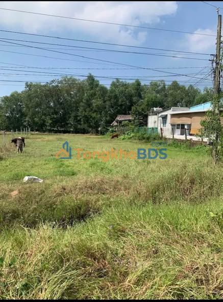 Đất thổ cư 995m² mặt tiền nhựa Châu Thành, Long An - Giá 4.2 tỷ TL