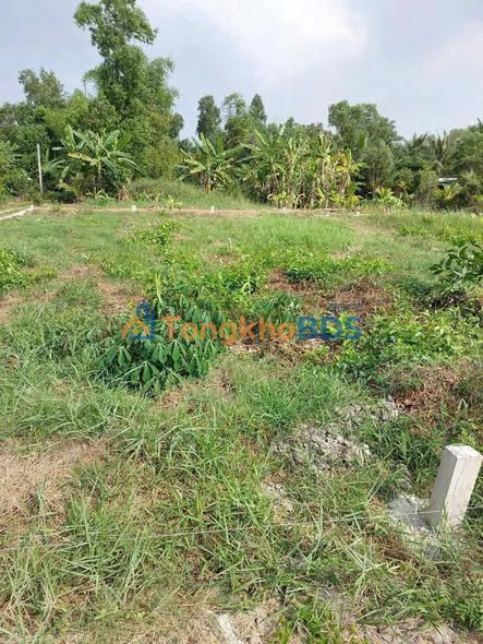 Đất Nền Mặt Tiền Phạm Văn Chính Cần Đước - 130m² Thổ Cư - Giá 650 Triệu