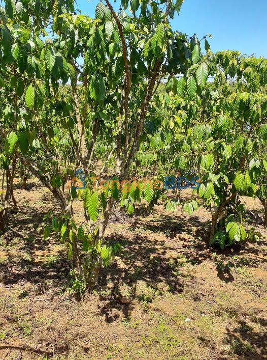 Bán Gấp Đất Vườn 3600m² Tỉnh Lâm Đồng - Sổ Hồng Sẵn Sàng