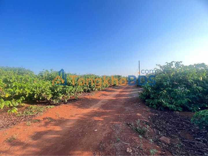 Bán Gấp Farm 3ha Ia Hrung, Gia Lai - 9 Tỷ, Kinh Doanh Cà Phê Ổn Định