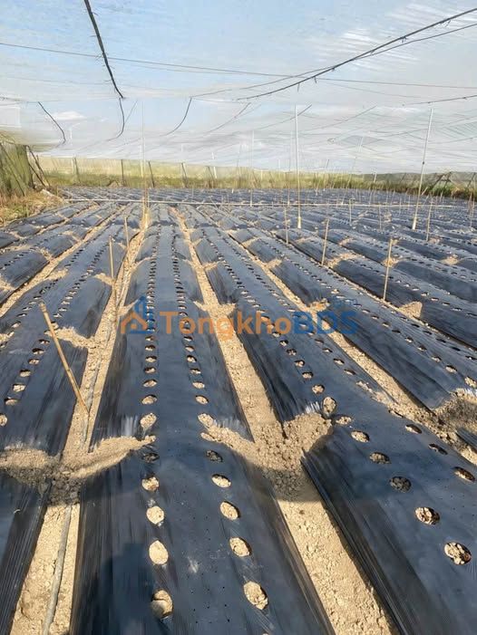 Đất nền 2600m² Lạc Bình, D'Ran, Lâm Đồng - Sổ hồng sẵn, giá đầu tư 1.43 tỷ