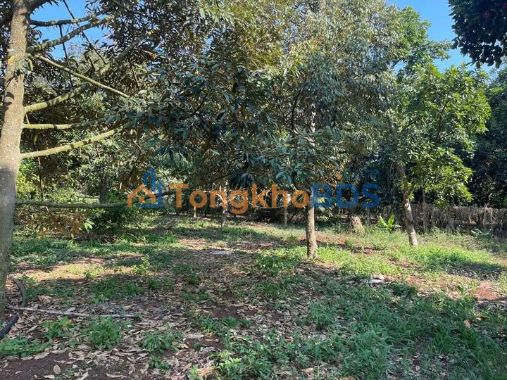 Đất Vườn 1700m² Xuân Định, Đồng Nai - Sổ Đỏ Sẵn, Giá 2.2 Tỷ