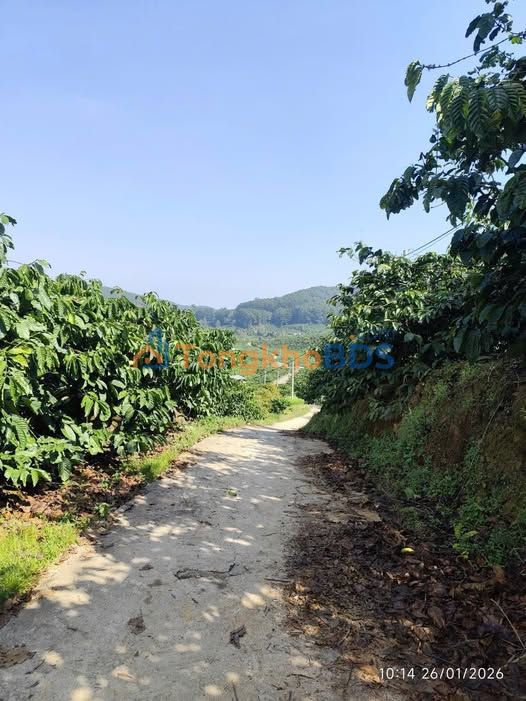 Bán Gấp Farm 2.4ha Đức Trọng - Sổ Hồng Riêng, Giá Đầu Tư 7.2 Tỷ