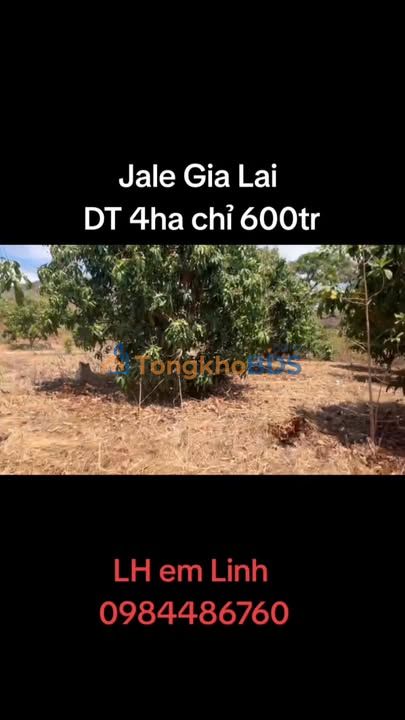 Bán Gấp 4ha Đất Vườn Xoài Krông Pa - Ôm Suối Lớn, Giá 600 Triệu