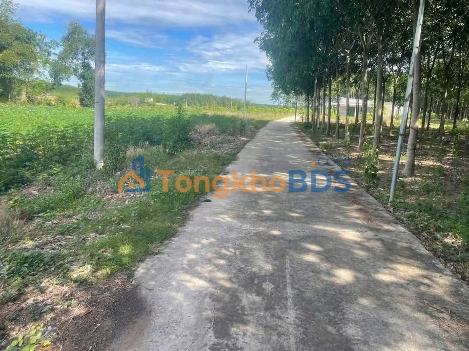 Đất Vườn Bình Phước 2400m² - Sổ Thổ Cư Sẵn Sàng