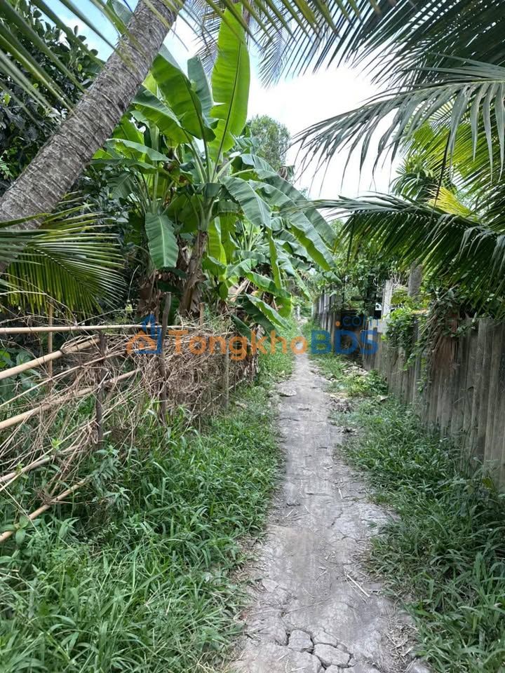 Đất Vườn Vĩnh Long - 6000m² Giá Tốt Chỉ 230 Triệu, Sẵn Sàng Đầu Tư