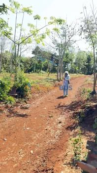 Đất Vườn Đắk Lắk 9.6 Sào - Giá Đầu Tư 3 Tỷ, Sẵn Sàng Sinh Lời