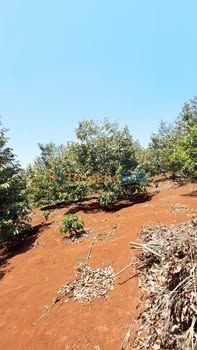 Đất Vườn Sầu Riêng 7 Sào Tân Lập, Đắk Lắk - Thu Hoạch Ngay, Sinh Lời Bền Vững