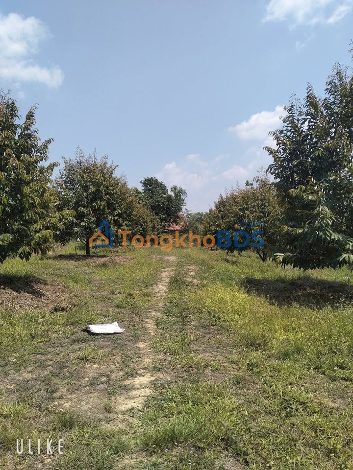 Bán gấp Vườn SR 3.2 Sào (thực tế >4 Sào) tại Lạc Dương, Lâm Đồng - Giá 1.1 Tỷ