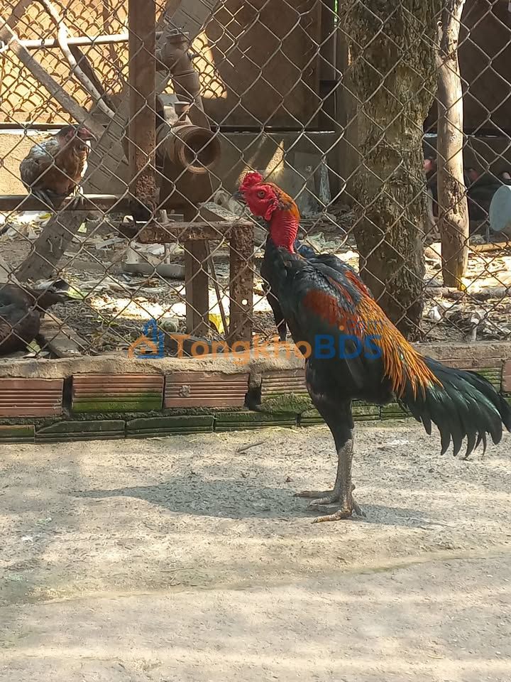 Đất thổ cư sổ riêng 156m² cạnh trường Minh Đức, Xuân Lộc - Giá 2.2 tỷ