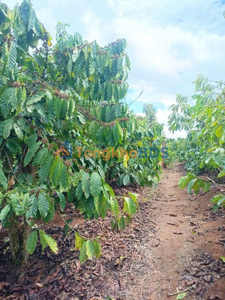 Đất Nền 2880m² Tân Nghĩa, Di Linh - 6 Tỷ, Mặt Tiền 47m Đường Bê Tông, Sổ Đỏ