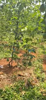 Bán Đất Vườn 6000m² Lộc Bắc, Bảo Lâm - Thế Đất Đẹp, Sẵn Điện Nước