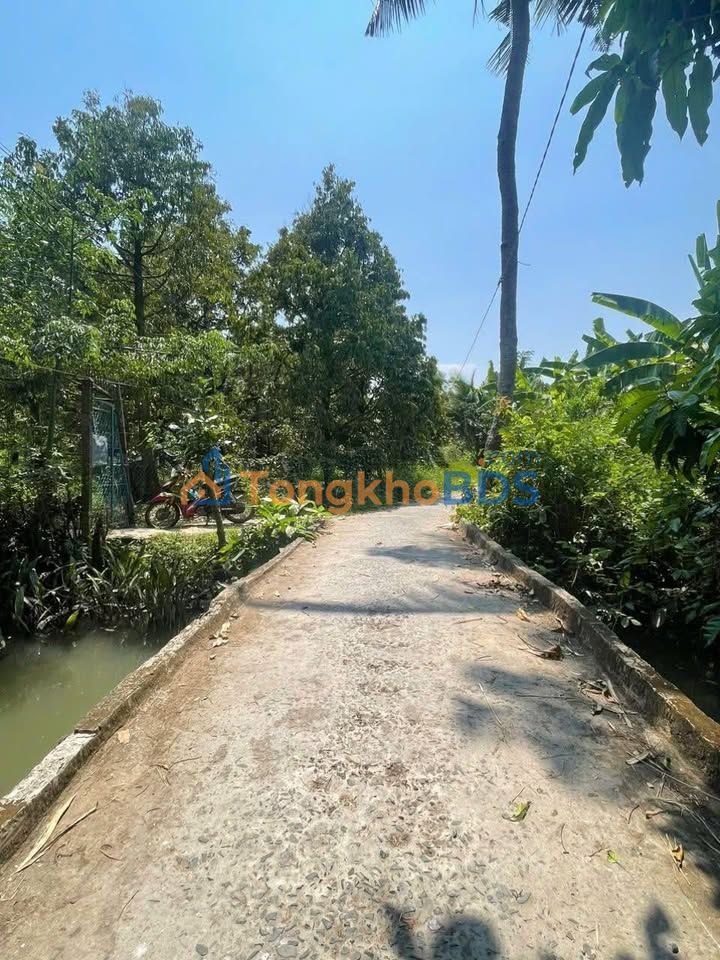 Bán Gấp Farm Sầu Riêng Monthong 3.6ha TX Cai Lậy - Tiềm Năng Sinh Lời Cao