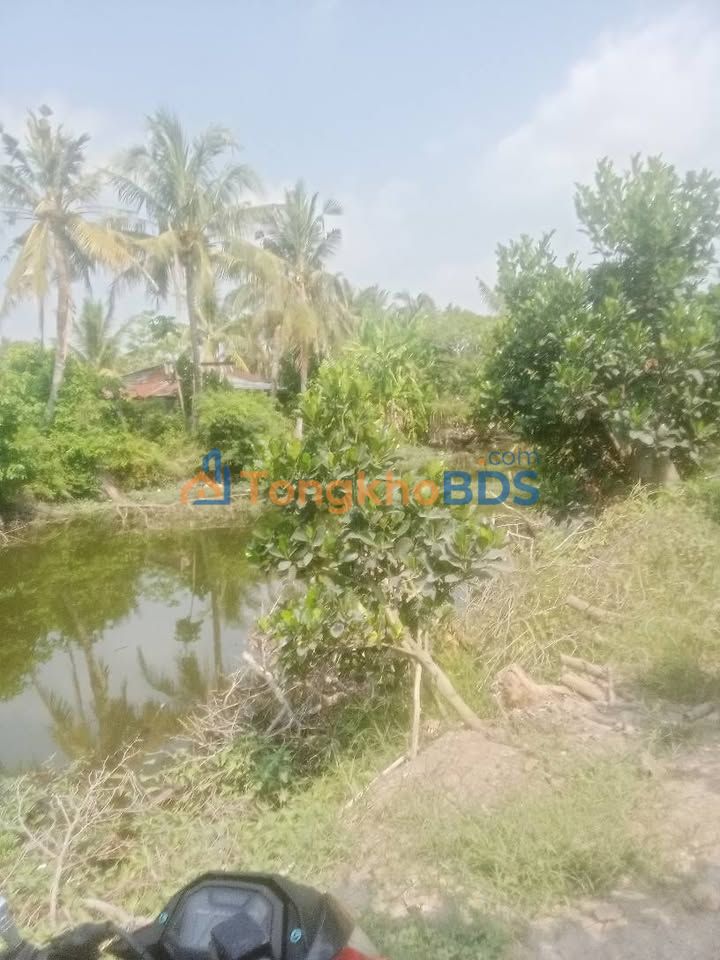 Bán Đất Vườn Mít 4000m² Mặt Tiền Kênh 4 Cũ, Bình Chánh - Thu Nhập Hấp Dẫn