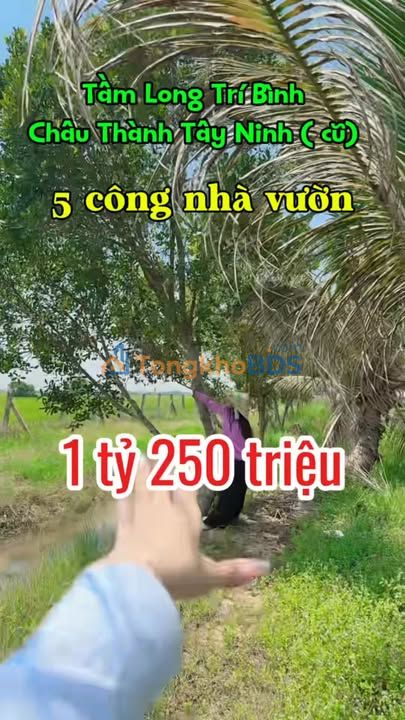 Bán Gấp Đất Vườn Cây Trái 5625m² Tầm Long, Tây Ninh - Giá Tốt