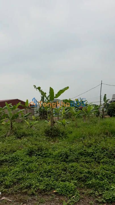 Đất nền 125m² băng 2 đấu giá Đồng Láng, Phú Thọ - Sổ đỏ sẵn sàng