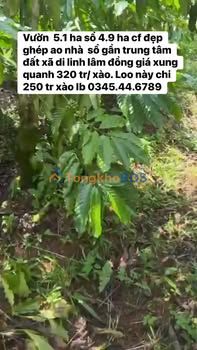 Farm cafe 4.9ha sổ đỏ tại Di Linh, Lâm Đồng - Giá đầu tư 320 triệu/sào