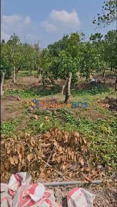 Đất Phường 3, Cai Lậy - 200m² Giá Tốt Đầu Tư