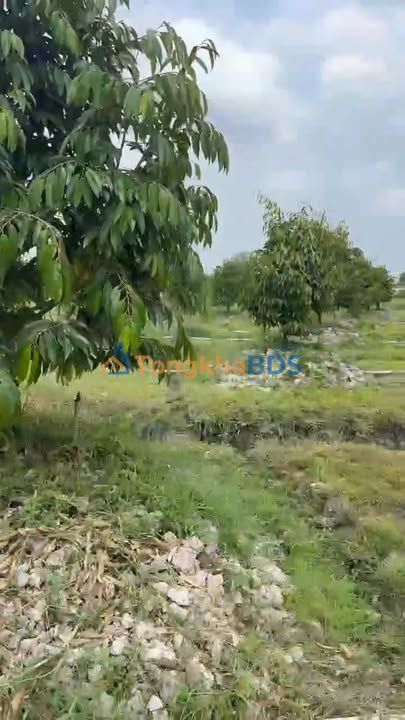 Bán Farm SR Mỏnthon 3.2ha Đồng Tháp - Sẵn Vườn Xanh Tốt, Giá Tốt