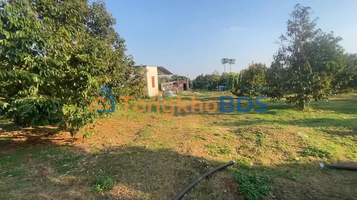 Farm Sầu Riêng Thái 2.4ha - Chư Sê, Gia Lai - Thu Nhập Khủng