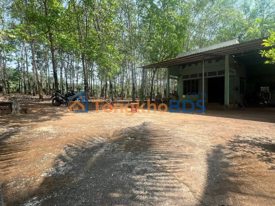 Bán Gấp Farm 10.400m² Xã Tân Hưng, Bình Phước - Có Thổ Cư, Sẵn Vườn Cây Ăn Trái