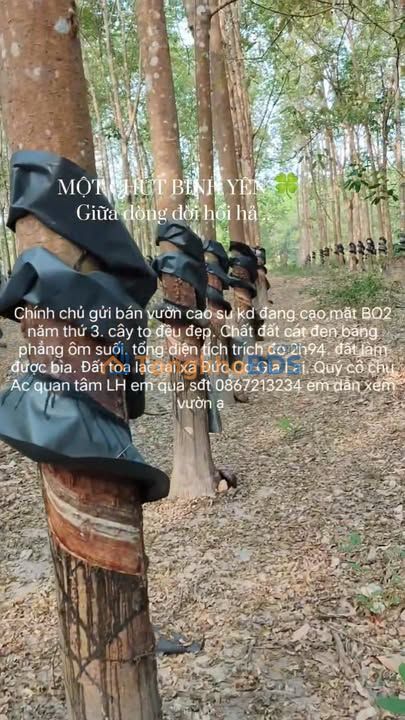 Bán Đất Vườn Cao Su 29.400m² Đức Cơ, Gia Lai - Sẵn Sàng Chuyển Đổi