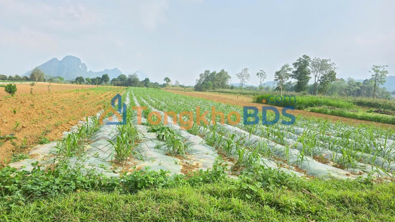 Bán Đất Nền 4000m² Phong Quang, Hà Giang - Giá 1 Tỷ, View Thoáng Đẹp