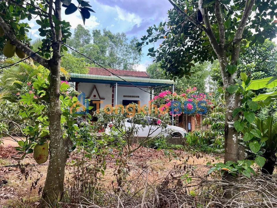 Farm 36.000m² Đắk Lắk - 1.3 Tỷ, Sẵn Vườn Vải, Hồ Lớn, Mặt Đường 12m